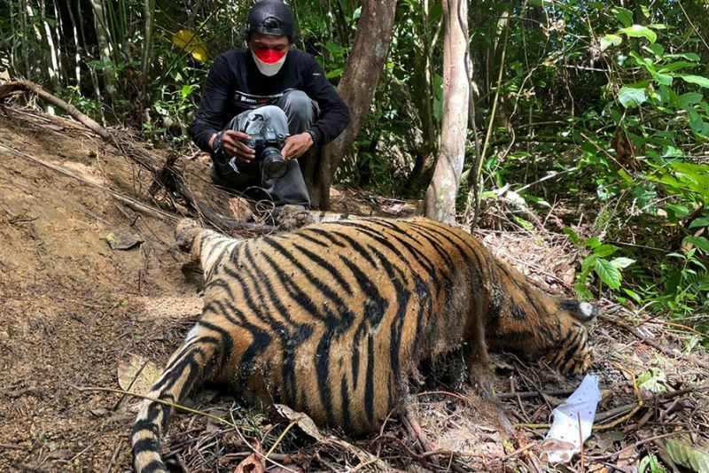 Harimau Sumatera Lagi-lagi Ditemukan Mati Terjebak Jerat Babi