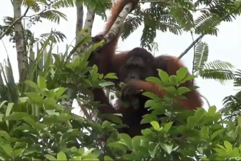 Orang Utan Berukuran Raksasa Di Kawasan Permukiman Warga, Diduga Imbas Penebangan Liar