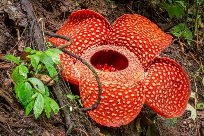 Rafflesia Arnoldi