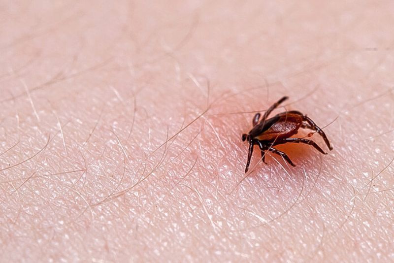 Perubahan Iklim Berpotensi Bikin Penyakit Lyme Makin Merebak