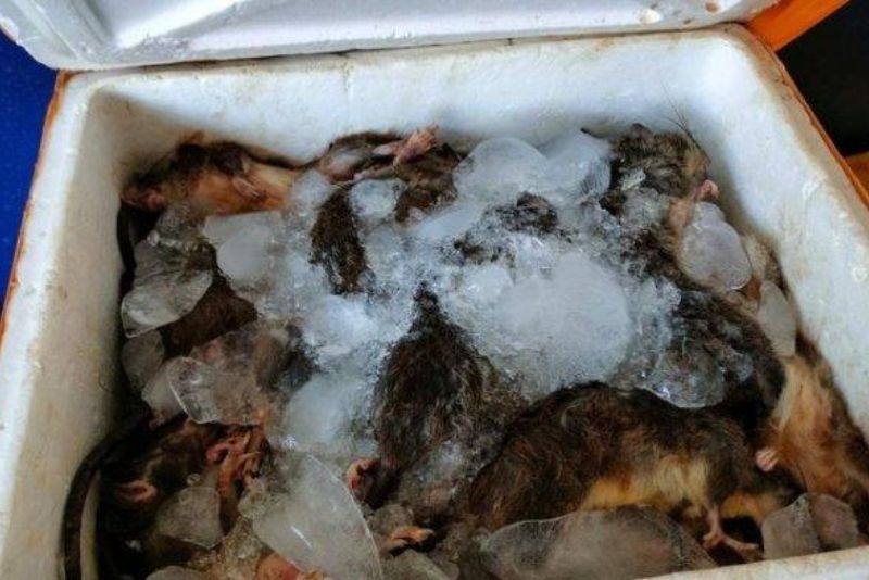 BKHIT Gorontalo sita 30 kg daging tikus ilegal