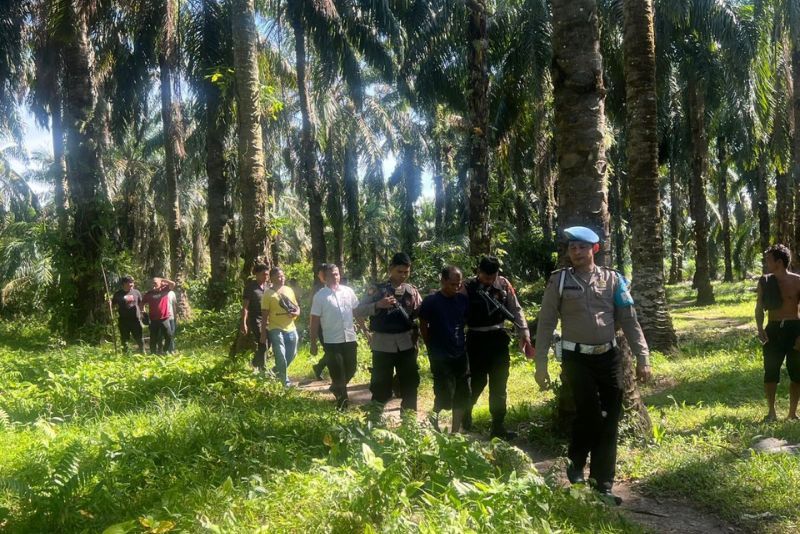 Polisi Gerebek Kampung Narkoba di Perkebunan Sawit Labusel, Tangkap Satu Tersangka