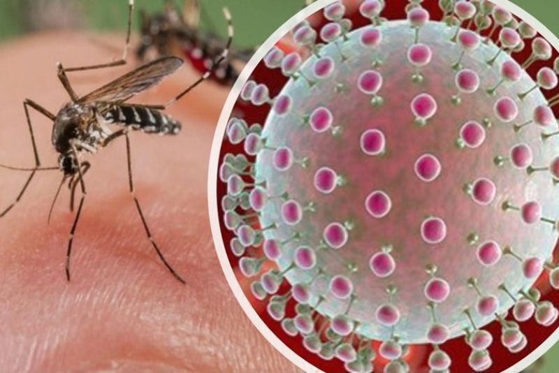 Virus Oropouche Merebak di Brazil, Apakah Kita Perlu Waspada