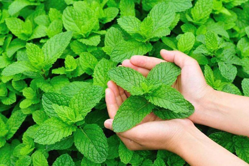 Daun Mint Bisa Jadi Tanaman Pengusir Ular