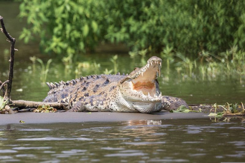 Buaya Tewas Ditembak Setelah Serang WNI yang Sedang Mancing di Malaysia