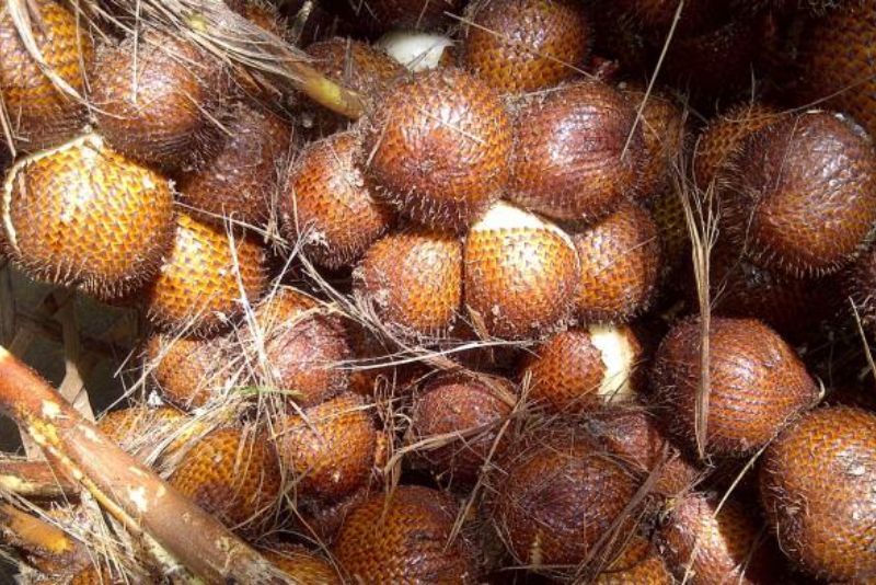 Agroforestri Salak Bali di Tetapkan Jadi Warisan Pertanian Dunia