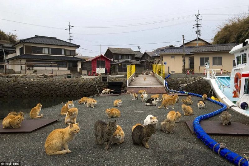 Ditinggalkan Penduduk, Pulau Kucing di Aoshima Jepang Terancam Hilang