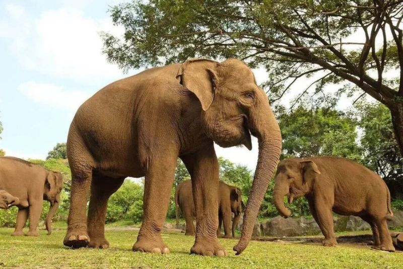 Pawang Taman Safari Bali Tewas Diduga Akibat Diseruduk Gajah