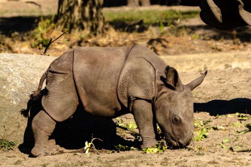 Kabar Gembira, Pemerintah Mengumumkan Kelahiran Satu Anak Badak Jawa