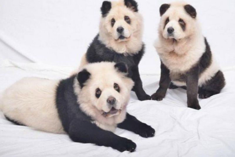 Kebun Binatang di China Tipu Pengunjung, Anjing Dicat Jadi Panda