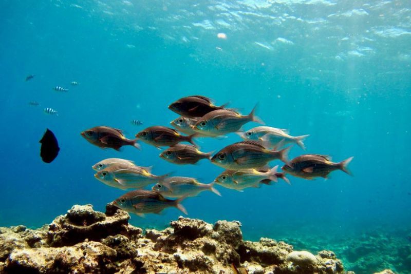 Mengapa Ukuran Ikan Menyusut dan Bagaimana Fenomena Ini Dapat Mempengaruhi Manusia?