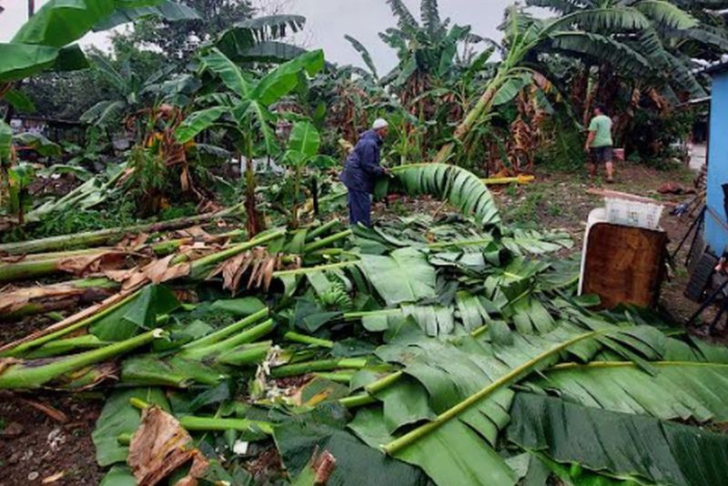 Hujan Angin Terjang Pondok Benda Pamulang, Puluhan Pohon Tumbang