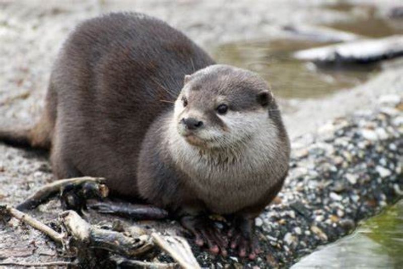 European Otter, Hewan Unik yang Tersebar di Tiga Benua