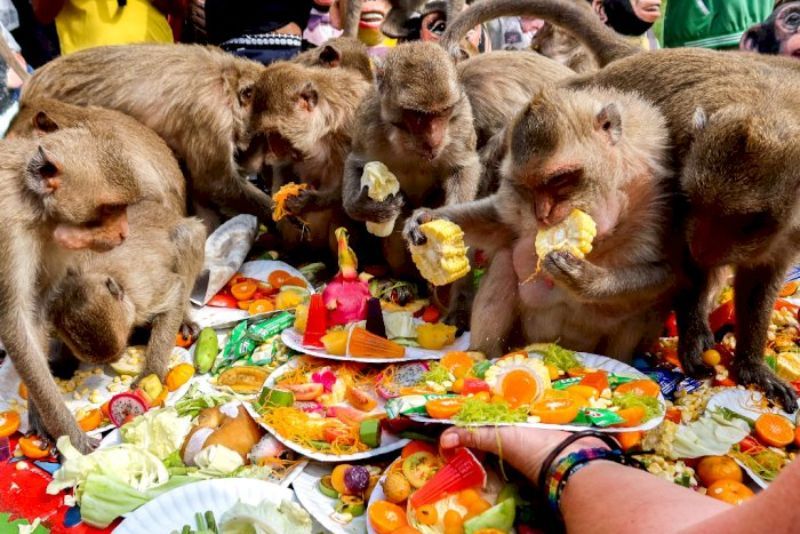 Puluhan Monyet di Thailand Berpesta di Festival Prasmanan Monyet