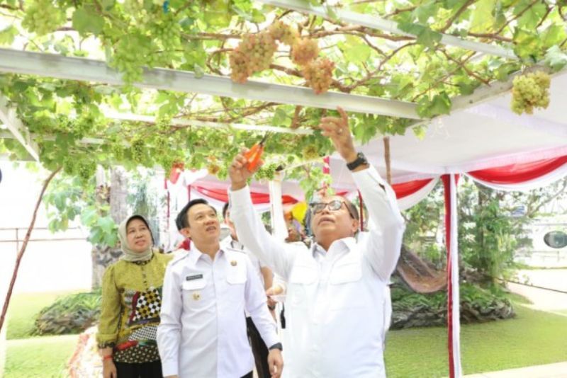 Pringsewu Jadi Kota Anggur Pertama di Indonesia