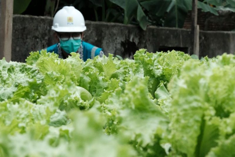 Bagaimana Strategi Kementan Menarik Minat Petani Milenial?