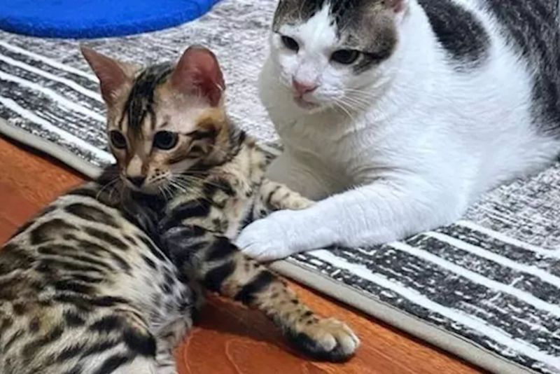 Bobby Kertanegara Punya Adik Kucing Bengal, Kenali Fakta Menariknya