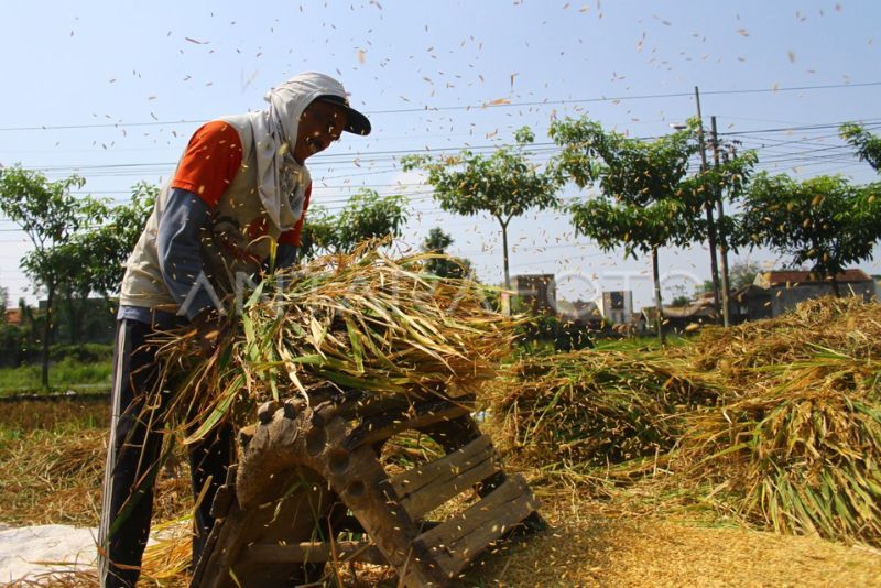 Petani di Pati Keluhkan Harga Gabah Anjlok, Tak Sesuai Biaya Produksi