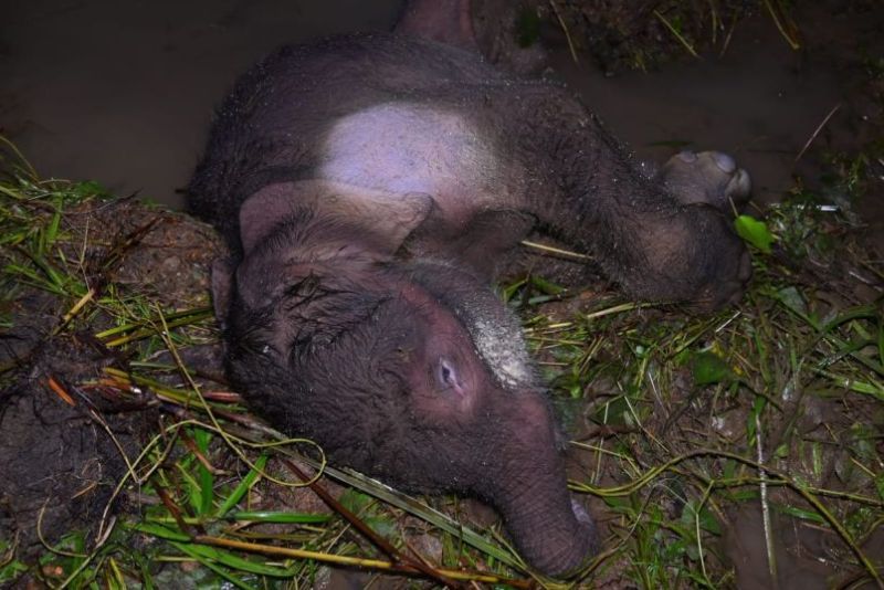 Baru Dua Hari Lahir, Bayi Gajah Ditemukan Mati di Aceh Jaya