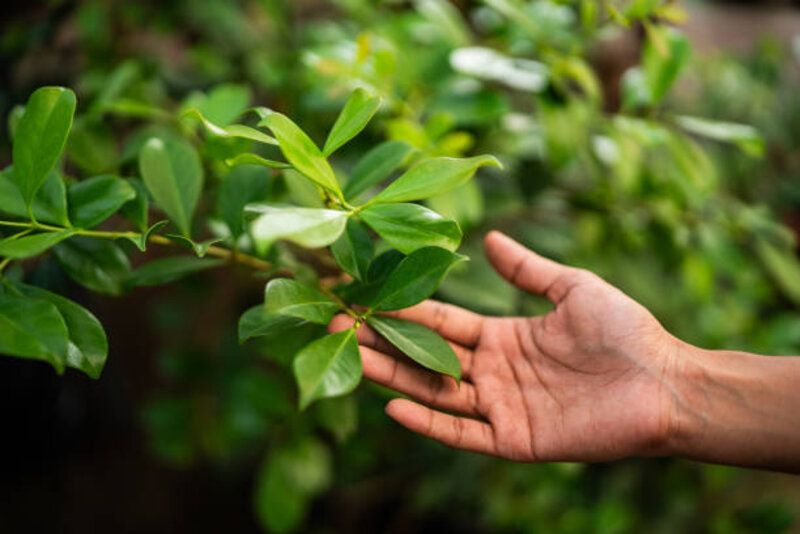 Tanda Bahaya Perubahan Iklim Terlihat Nyata Dari Daun, Ini Faktanya