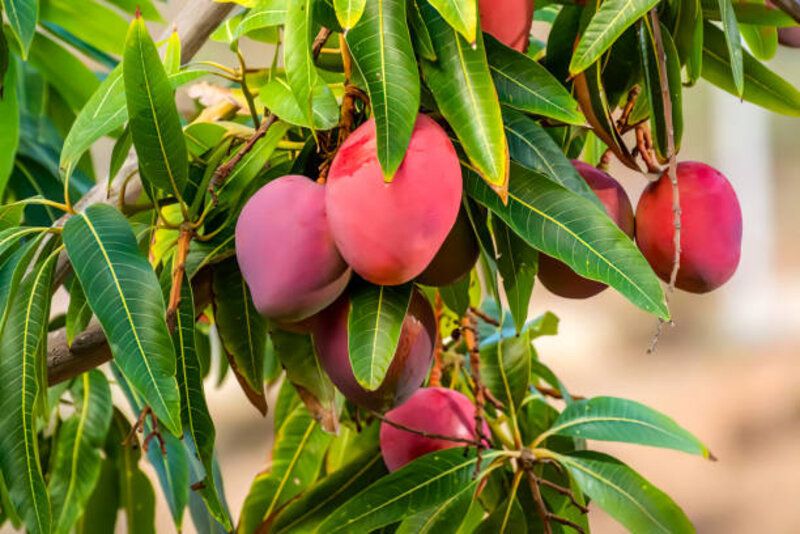 Mengenal Mangga Miyazaki, Buah Unik dari Jepang Berharga Fantastis