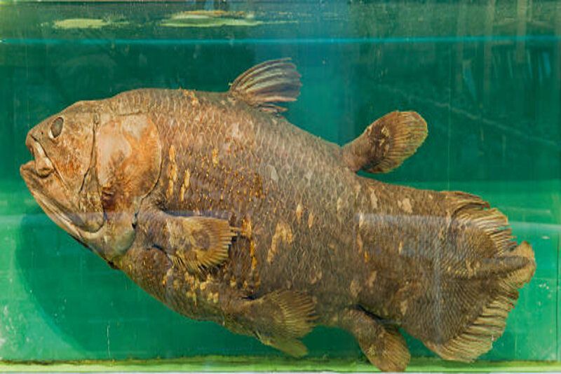 Coelacanth: Fosil Hidup yang Ternyata Masih Ada, Penemuan Fosil Baru Ungkap Sejarah Evolusinya