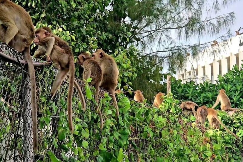 Polisi harus menutup semua pintu dan jendela di markas mereka untuk menghindari serangan monyet-monyet yang lepas