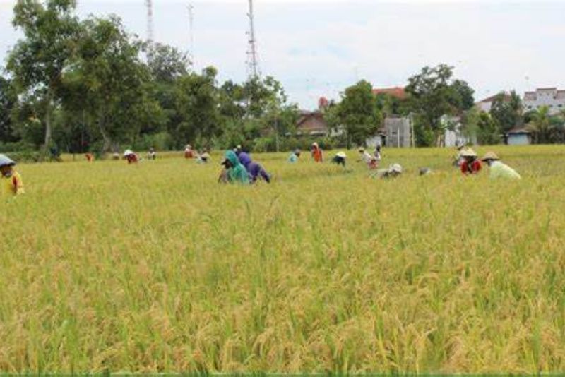 Kabar Gembira untuk Petani, Pemerintah Naikkan Harga Gabah Jadi Rp 6.500 dan Jagung Jadi Rp 5.500