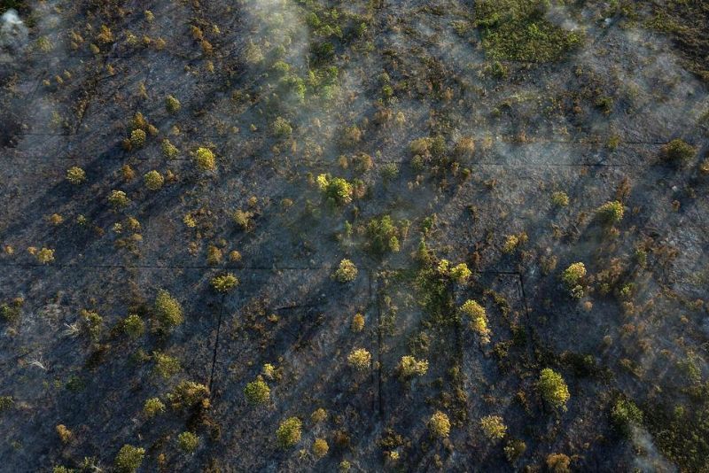 BRGM, Lahan Gambut Serap Karbon 20 Kali Lebih Banyak dari Hutan Biasa