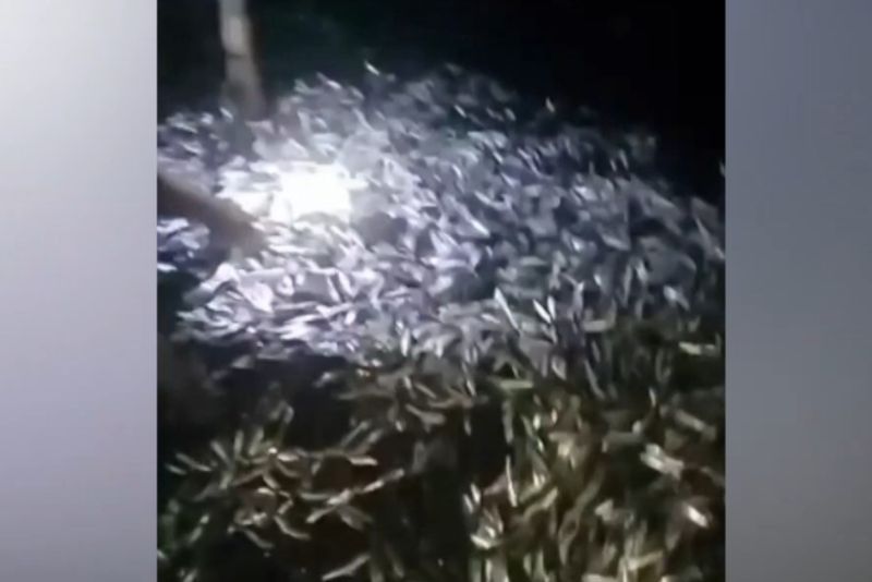 Ribuan Ikan Lompat ke Dermaga di Lampung, Masyarakat Diminta untuk Tetap Waspada