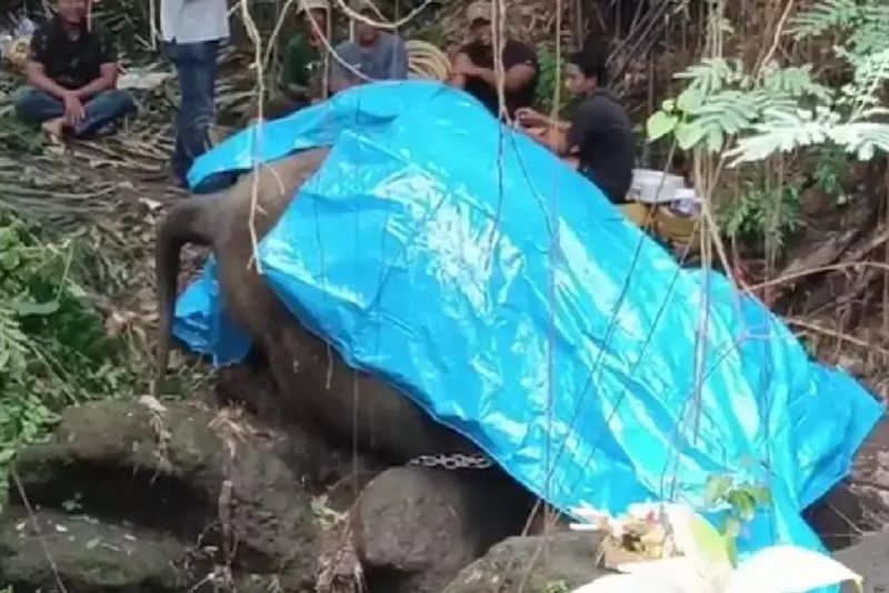 Terseret Arus Sungai, Molly Gajah Bali Zoo Mati Tersangkut Bebatuan