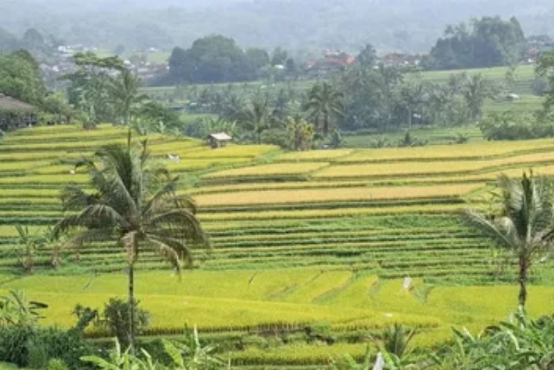 150.000 Hektar Sawah Hilang Tiap Tahun, Berubah Jadi Rumah