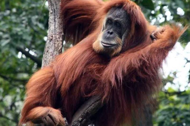 Fauna Unik Kalimantan yng Gak Ada di Jawa