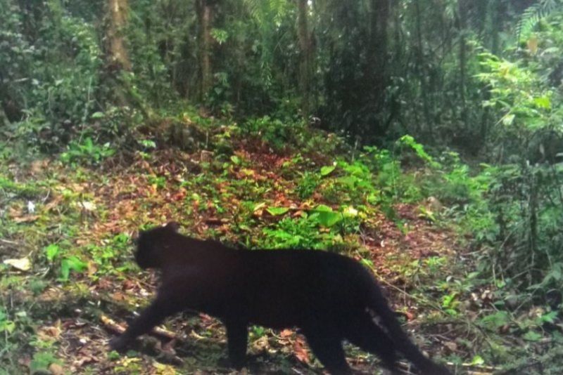 Momen Macan Tutul Jawa Terekam Kamera Trap di Bromo-Semeru