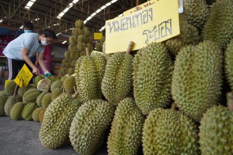 100 Kontainer Durian Thailand Ditolak Masuk China Karena Mengandung Pewarna Berbahaya