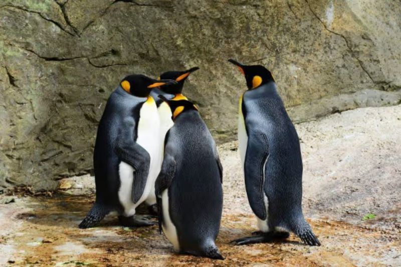 Perceraian Penguin Terjadi Karena Tak Puas dengan Jumlah Keturunan