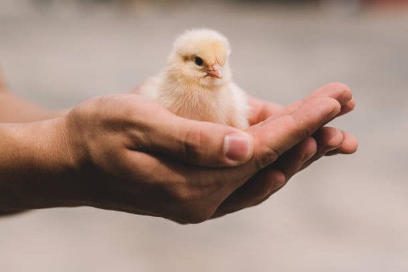 Tragis! Pria India Tewas Setelah Telan Anak Ayam Hidup-Hidup untuk Ritual Kesuburan