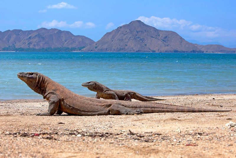 Apakah Wanita Haid Boleh Masuk ke Pulau Komodo?