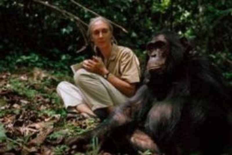 Jane Goodall
