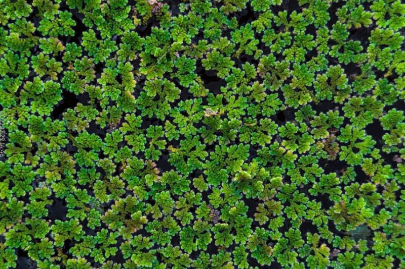 azolla