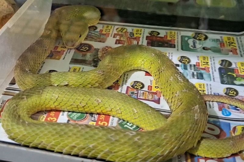 Trimeresurus albolabris milik Janu tengah dalam kondisi berganti kulit.(KOMPAS.com/Romensy Augustino)