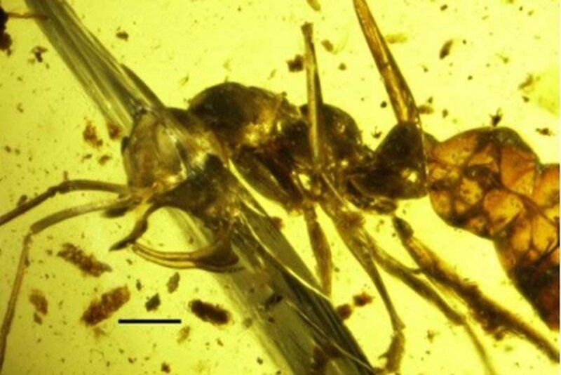 Fosil Semut Neraka Tertua Ditemukan! Bukti Mengejutkan Kehidupan Serangga Zaman Dinosaurus di Brasil