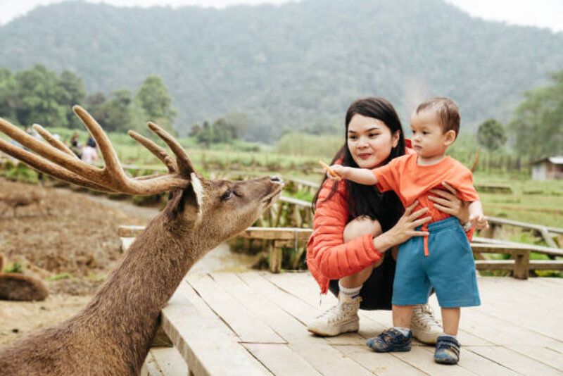 Bawa Balita ke Kebun Binatang? Ini 8 Cara Cerdas Biar Anak Aman & Ceria Seharian!