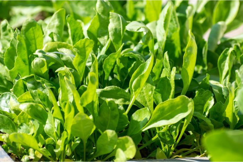 Manfaat Kangkung