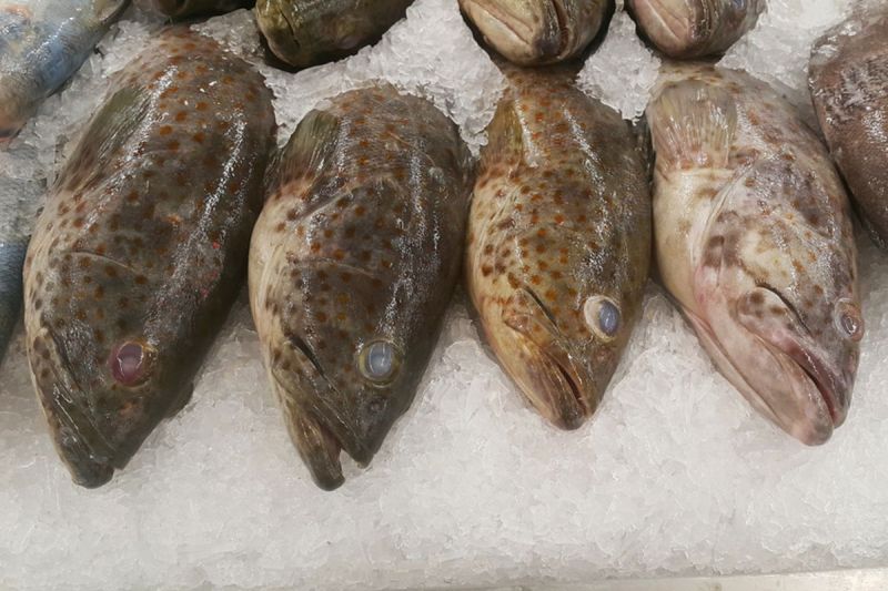 Ikan kerapu(Shutterstock)