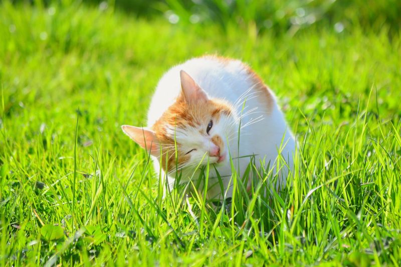 Kebiasaan kucing makan rumput, apakah berbahaya?(shutterstock)