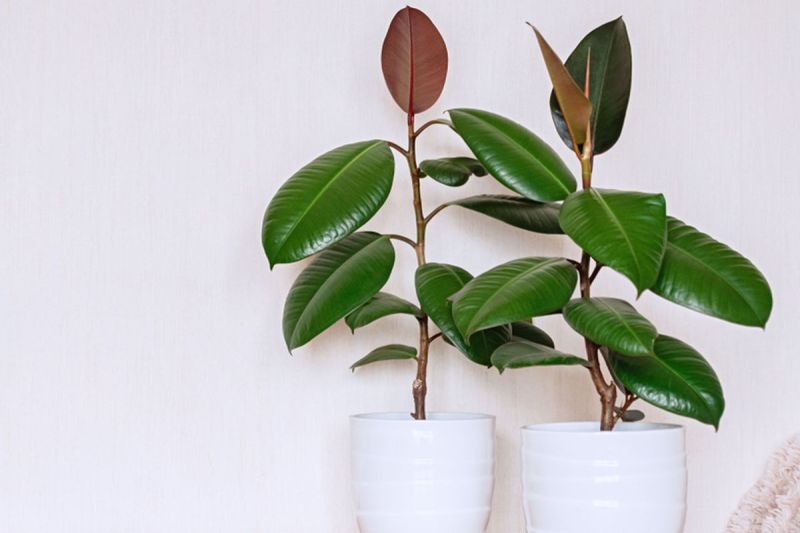 Ilustrasi rubber plant atau tanaman karet (Ficus elastica). (SHUTTERSTOCK/ELENA-GRISHINA)