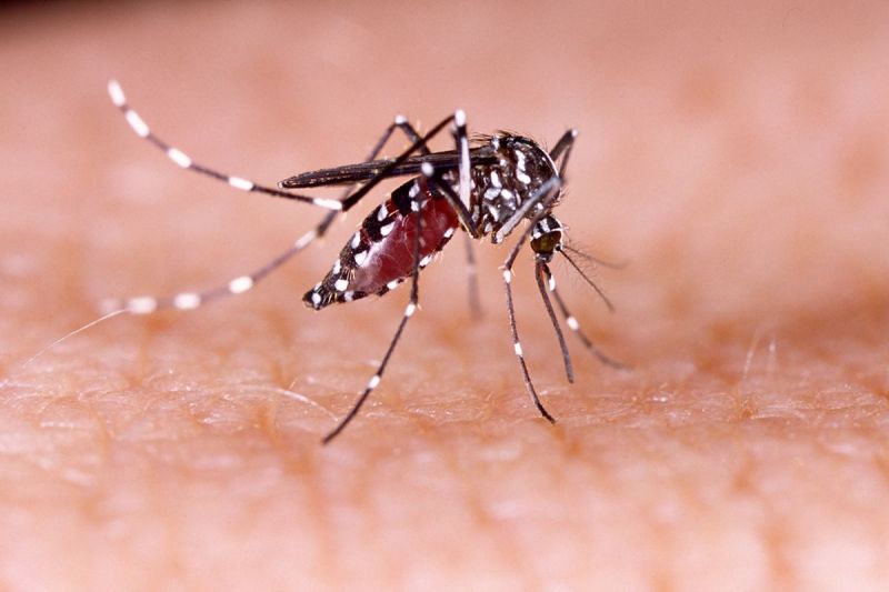 Ilustrasi DBD. Dokter spesialis penyakit dalam mengungkapkan bahwa demam berdarah dengue bisa menyebabkan kematian, sehingga tidak boleh diremehkan. (Shutterstock/Tacio Philip Sansonovski)