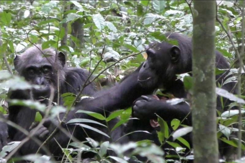 Simpanse liar dewasa bernama Fiona menunjukkan daun kepada induknya sebagai cara berbagi pengalaman( Credit: Dr Claudia Wilke, University of York)