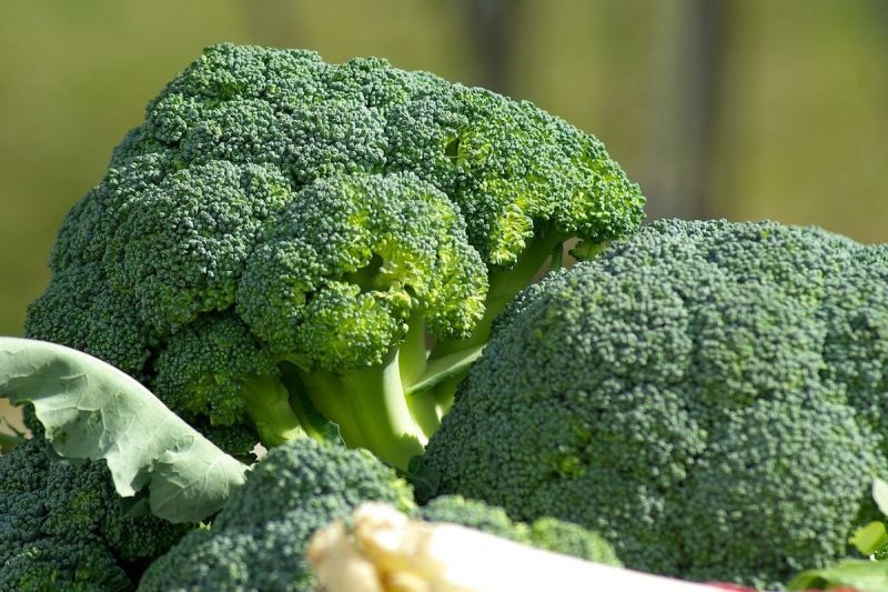 Brokoli termasuk superfood yang kaya protein, serat, vitamin, mineral, dan antioksidan. Jika digoreng, kandungan gizinya mengalami penurunan drastis.(PIXABAY/JACQUELINE MACOU)